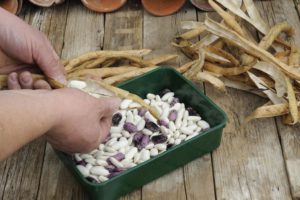Как хранить семена фасоли