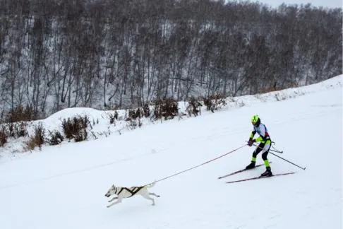 Собака в упряжке