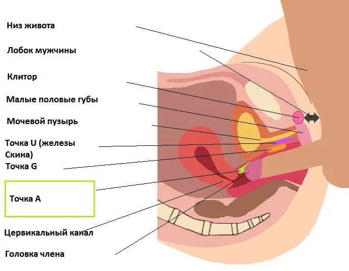 Стимуляция точки А членом