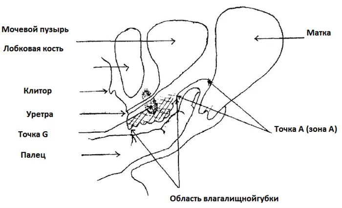 Как стимулировать зону А пальцем