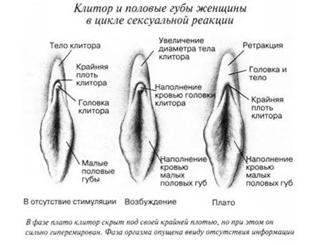 Сексуальная реакция клитора